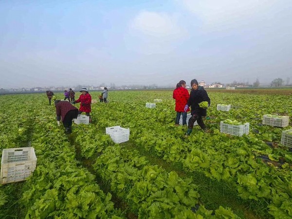 平度市古峴鎮圓滿完成冬奧會保供任務